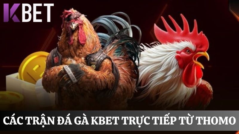đá gà KBET trực tiếp từ trường đấu Thomo